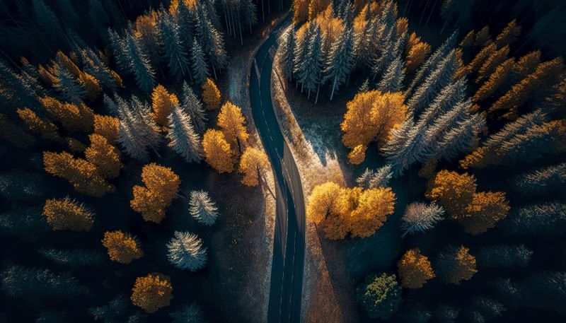 road-car-forest-top-view.jpg